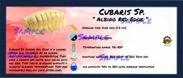 Cubaris Sp. Albino Red Edge Isopod Bin Label